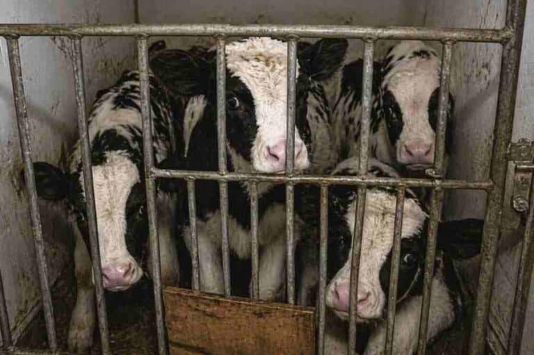 Cows trapped in a cage